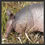 armadillo