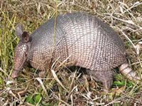 Armadillo