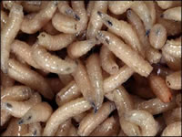 Maggots