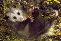 Opossum