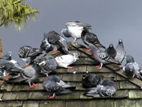 Pigeons