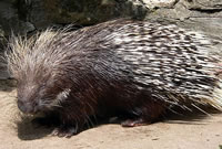 Porcupine