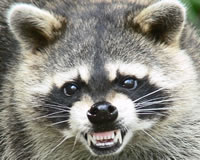 Raccoon