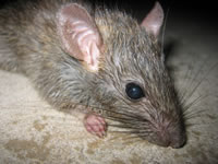 Rat