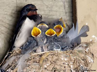 Mud Swallows