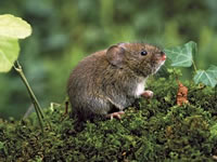 Vole