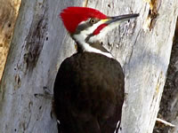 Woodpecker