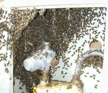 A swarm of bees in a home