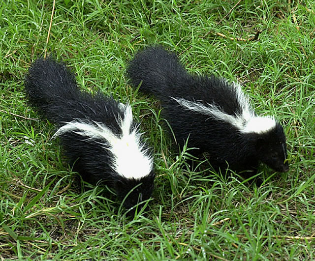 get rid of skunks