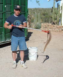 Captured snake with a trapper