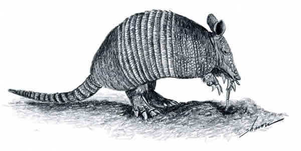 Armadillo eatin on a lawn, drawing