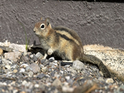 Allstate Animal Control photo Golden Mantled Ground Squirrel