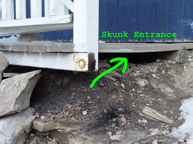 How to Get Rid of Skunks | Skunk Removal | Allstate Animal Control