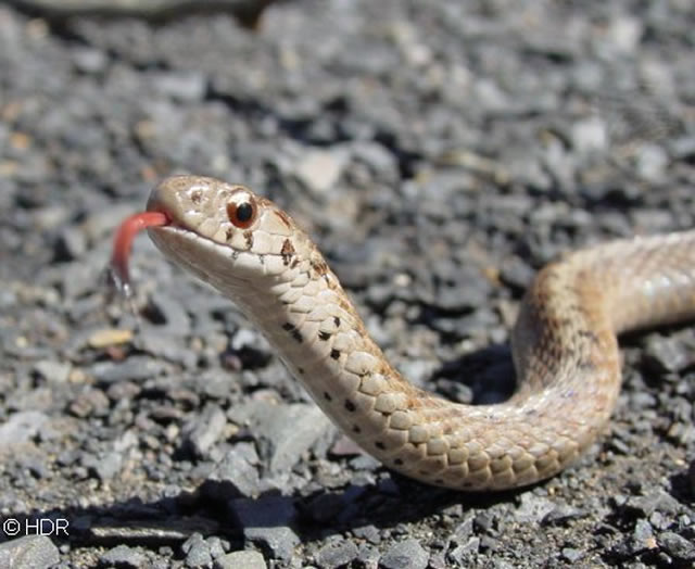 Real phonto of a snake with forked tongue sticking out - pink tongue