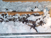 Allstate Animal Control replaces contaminated insulation