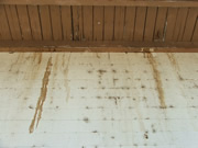 Allstate Animal Control, bat staining