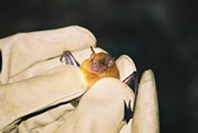 Allstate Animal Control, bat in gloved hands
