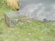 set beaver trap
