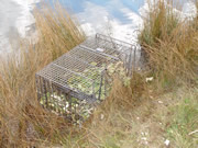 wire cage beaver trap