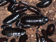 cockroaches