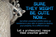 Allstate Animal Control image raccoon