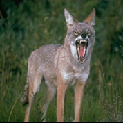 coyote