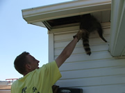 Allstate Animal Control technician removing a dead raccoon through soffit