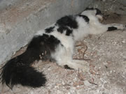Allstate Animal Control removes dead animals