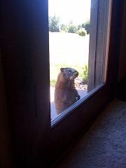 groundhog