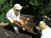 Allstate Animal Control technicians removing honeycomb from a roof
