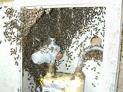 Allstate Animal Control photo swarm of bees