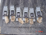 Allstate Animal Control image mice in traps