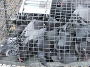 Allstate Animal Control, pigeon extermination begins with trapping