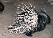 Allstate Animal Control photo porcupine with quills erect