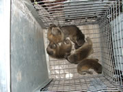 Allstate Animal Control captures baby raccoons
