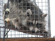 Allstate Animal Control trapped raccoon