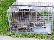 Allstate Animal Control, raccoons in cage