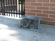 Allstate Animal Control uses raccoon traps, not poisons