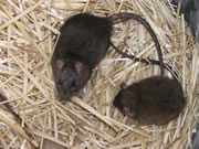 Allstate Animal Control photo rats