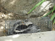 Allstate Animal Control trap containing live skunk
