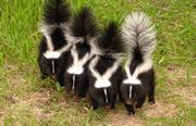 Allstate Animal Control photo four skunks