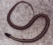 Allstate Animal Control photo gartersnake