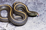 Allstate Animal Control photo snake