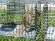 Allstate Animal Control--squirrel in cage