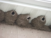 Allstate Animal Control, barn swallow nests