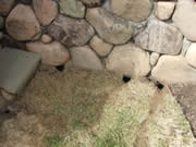 vole holes under stone wall