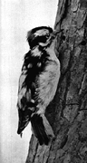Allstate Animal Control photo woodpecker