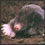 mole