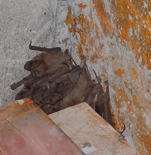 Bats in Attic