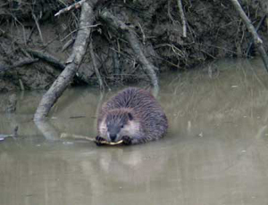 Beaver